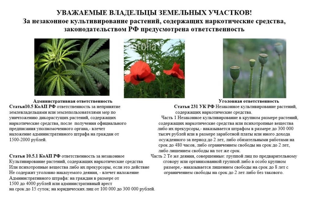 О недопустимости выращивания наркотикосодержащих растений.