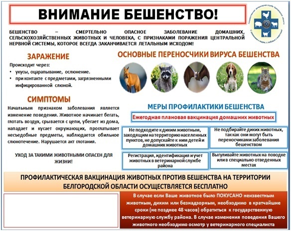 Бешенство: опасность ближе, чем кажется. Бешенство: опасность ближе, чем кажется.